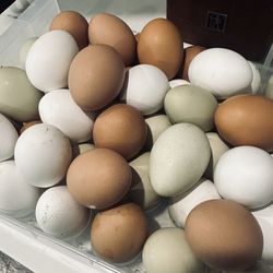 Free Range Chicken Eggs