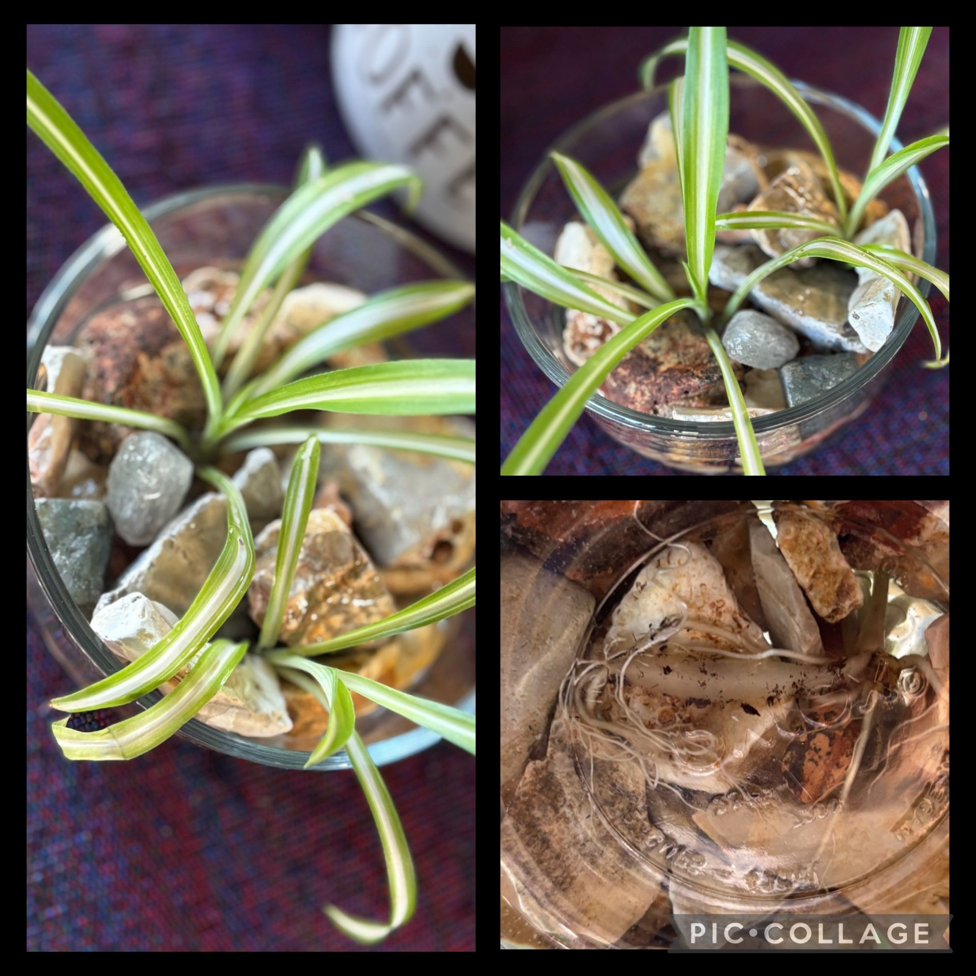 Spider Plant