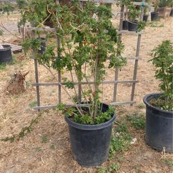 Honeysuckle Plants