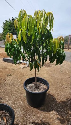 CAC mango tree for sale