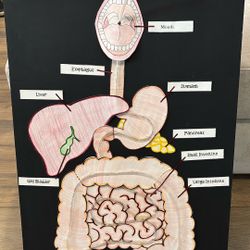 Digestive System Science Project