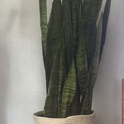 Large snake Plant with Woven Basket