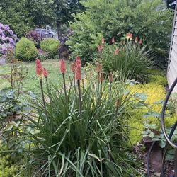 Various Yard Plants