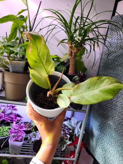 Plants 🌿