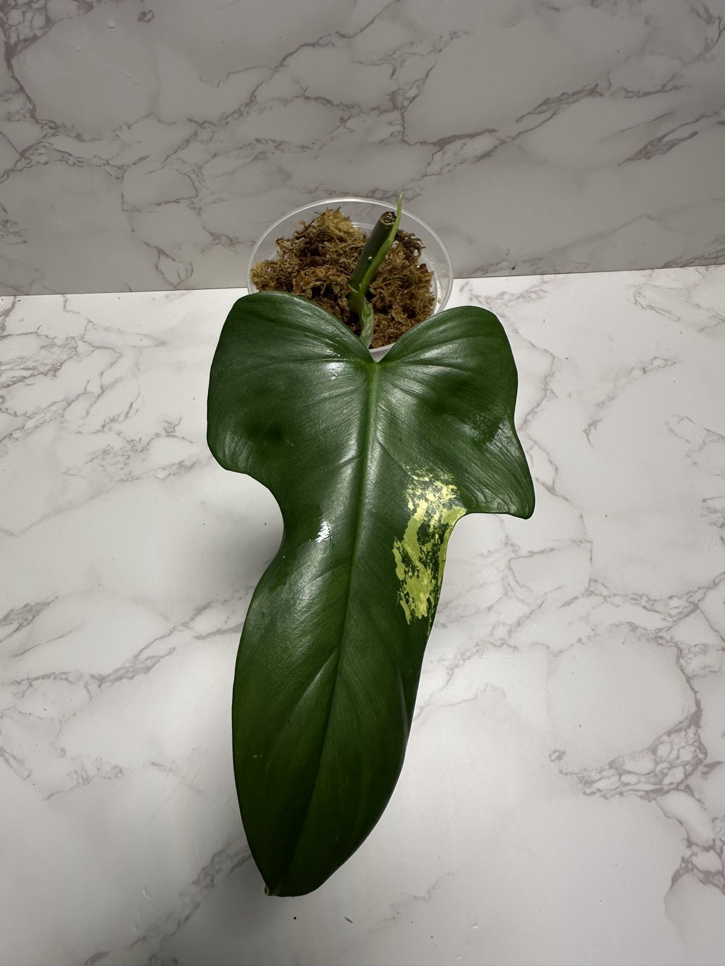 Variegated Philodendron Bipenafolum