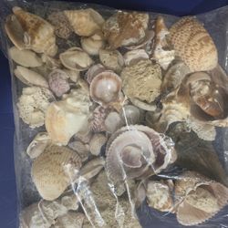 Assorted Seashells 