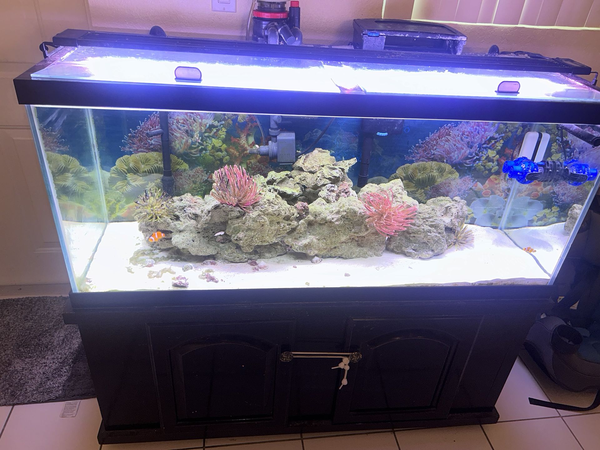 $350 Or Better Offers 75 Gallon Saltwater Fish Tank 