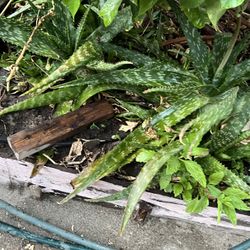 Aloe Sábila Plants Small-large Plant  Buy One Get Small One Free