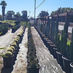 San Pedro Cactus (Read Description)