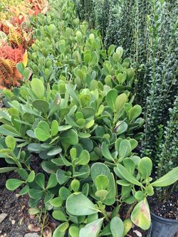 Clusia privacy hedges on sale now $4.50