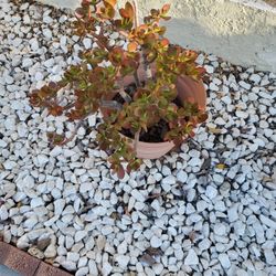 Potted Succulent