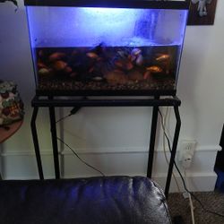 Fish Tank With Stand And Fish