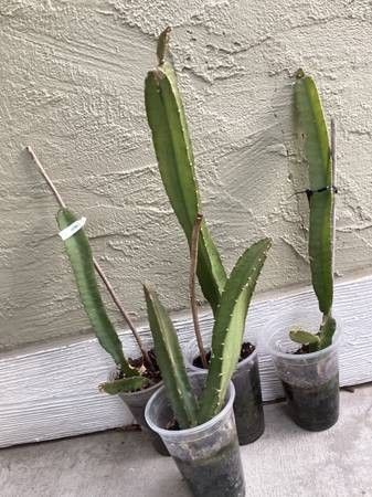 Yellow Dragon Fruit Plant (M)