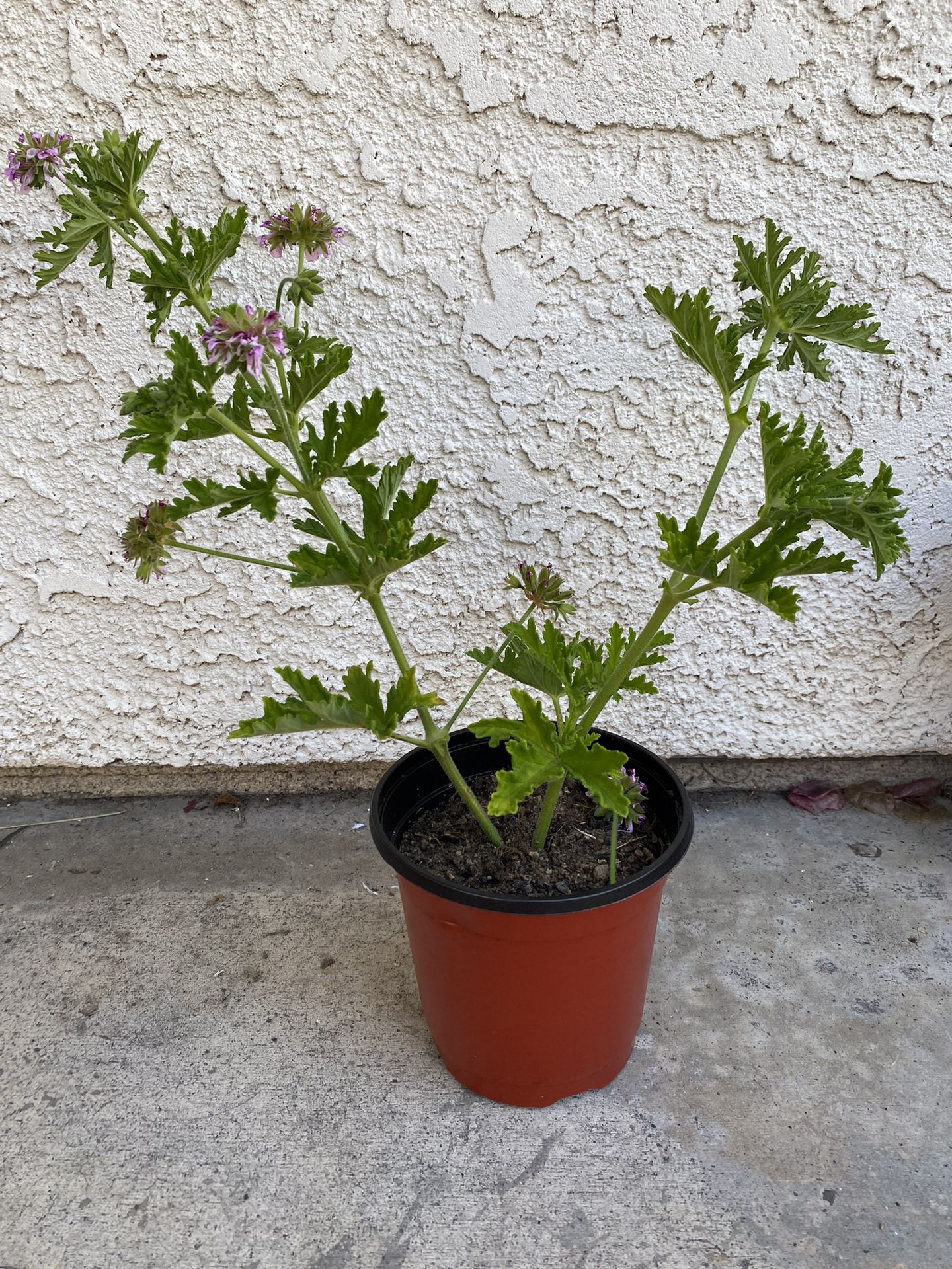 6 inch pot - Mosquito Repellent citronela plant - Rooted 1 Feet Tall. Rooted and Ready citronella pt - beautiful lilac flowers - drought resistant 