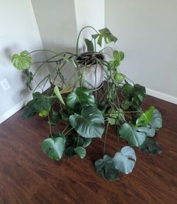 Big beautiful plants