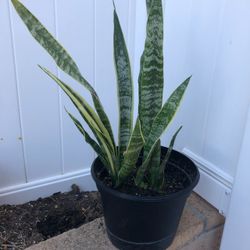 Snake Plant 