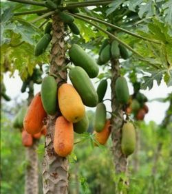 Papaya fruit tree