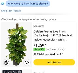 Real plant/Ivy plant/photos/Julieta/Planta natural