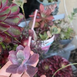Succulents Plants Echeveria Variegated Diamon Korean Imported Pick Up In Upland 