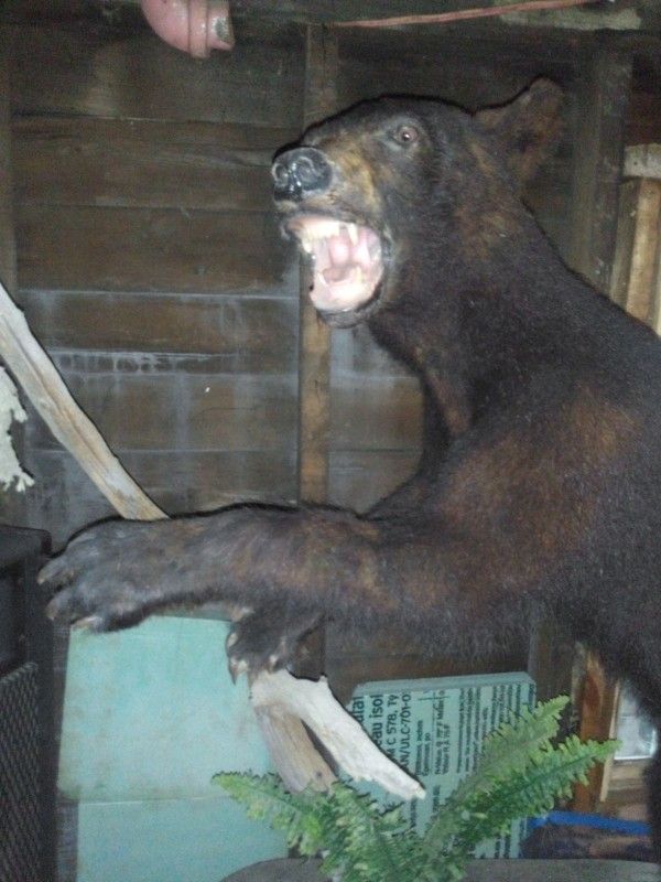 Bear Taxidermy  4ft Tall