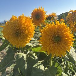 Flowers