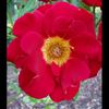 Rosecity_Joy