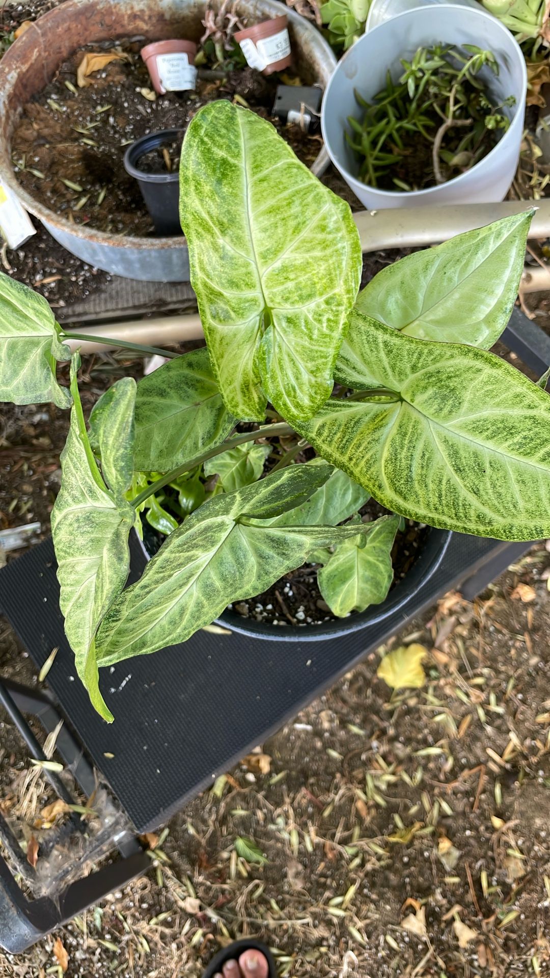 Plants Arrowhead