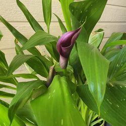 LILY'S PLANTS 🪴 PURPLE COLOR 💜 