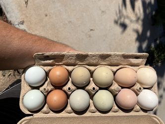 Fresh Farm Eggs Huevos De Rancho