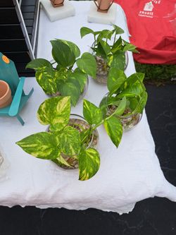 Pothos Plants 