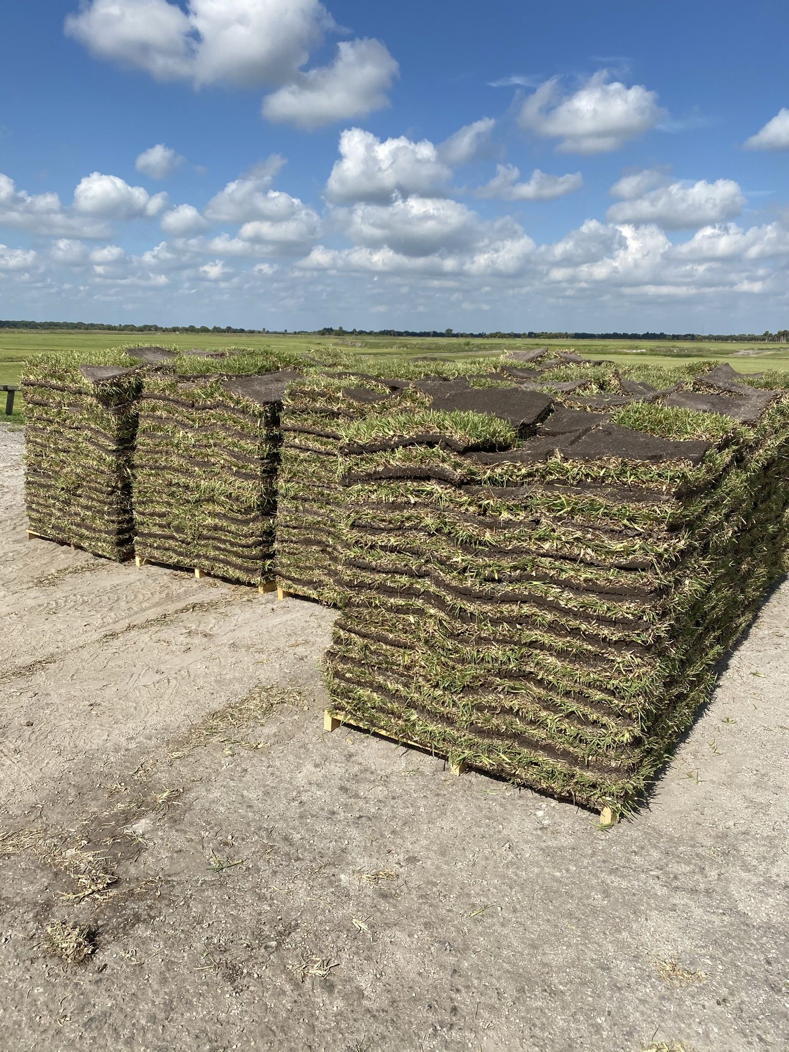 Fresh Cut St. Augustine Sod