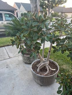 Plants/Bonsai for sale