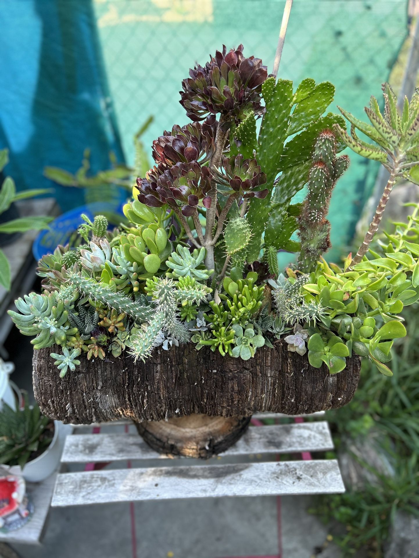 Succulents Y Cactus π΅ En Tronko