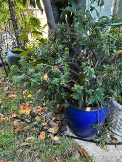 Lots of plants 35