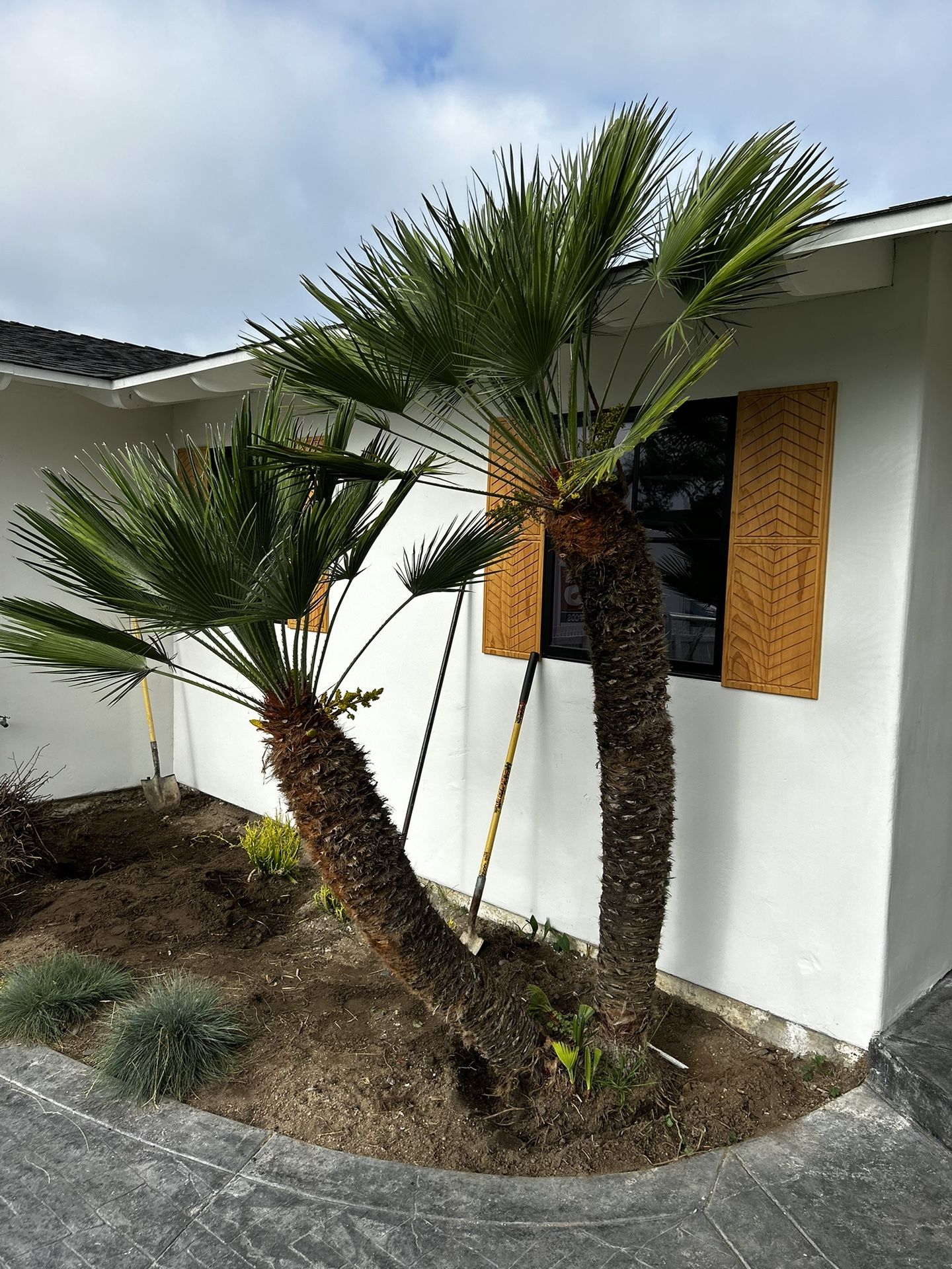 European Fan Palm for Sale in Carlsbad, CA OfferUp