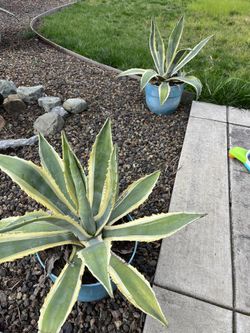 Cactus Plants With Pots