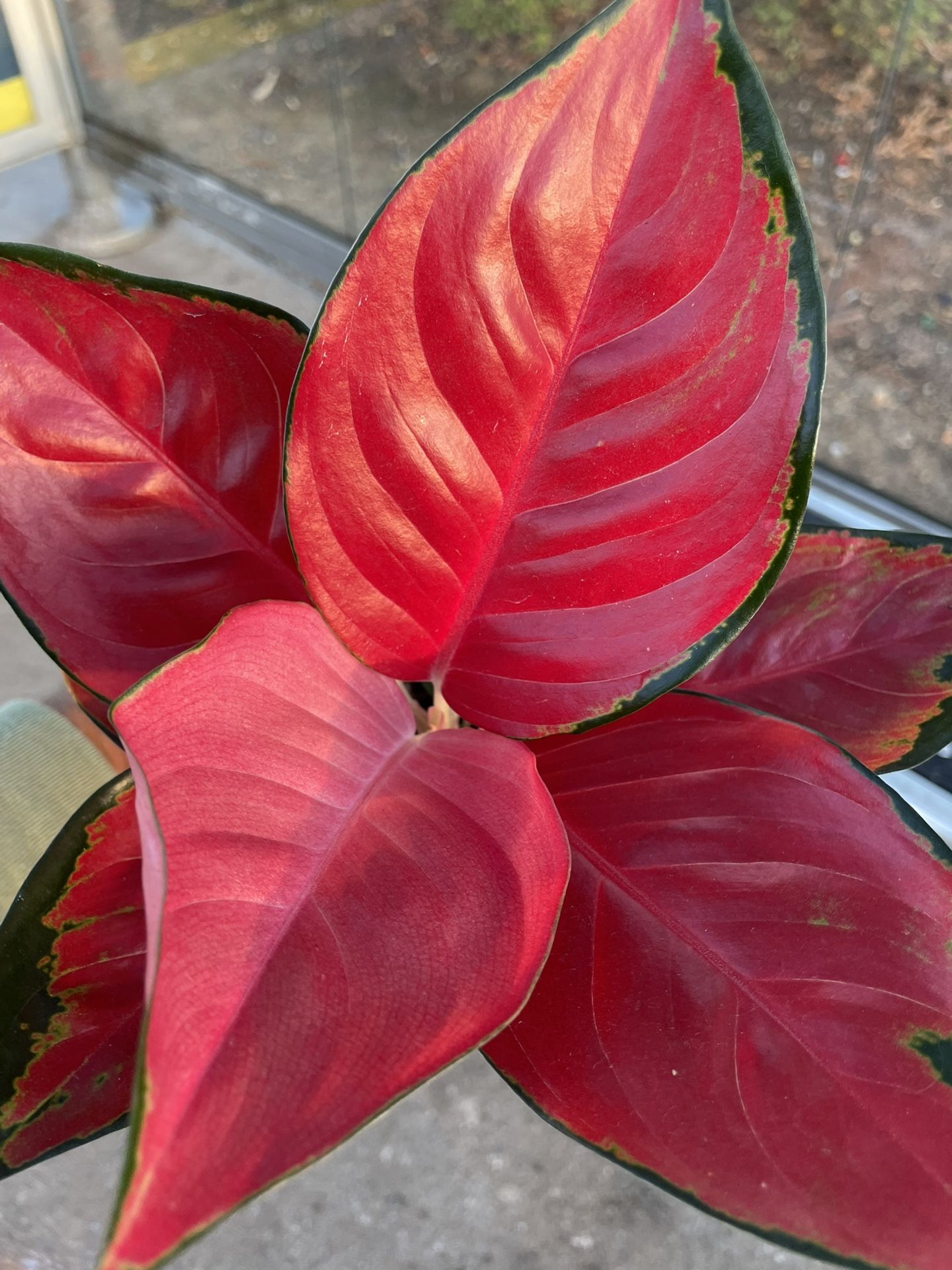 Aglaonema “Star King” | Chinese Evergreen | Low Light Tolerant | Air Purifying | Live House Plant