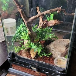 Crested Gecko Terrarium Set Up