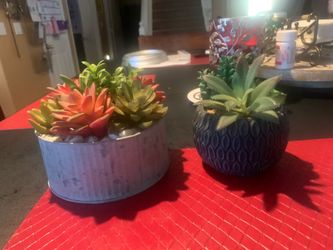 Decorative Succulent