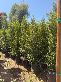 Carolina cherry privacy shrubs 15 gal 6 feet tall when planted
