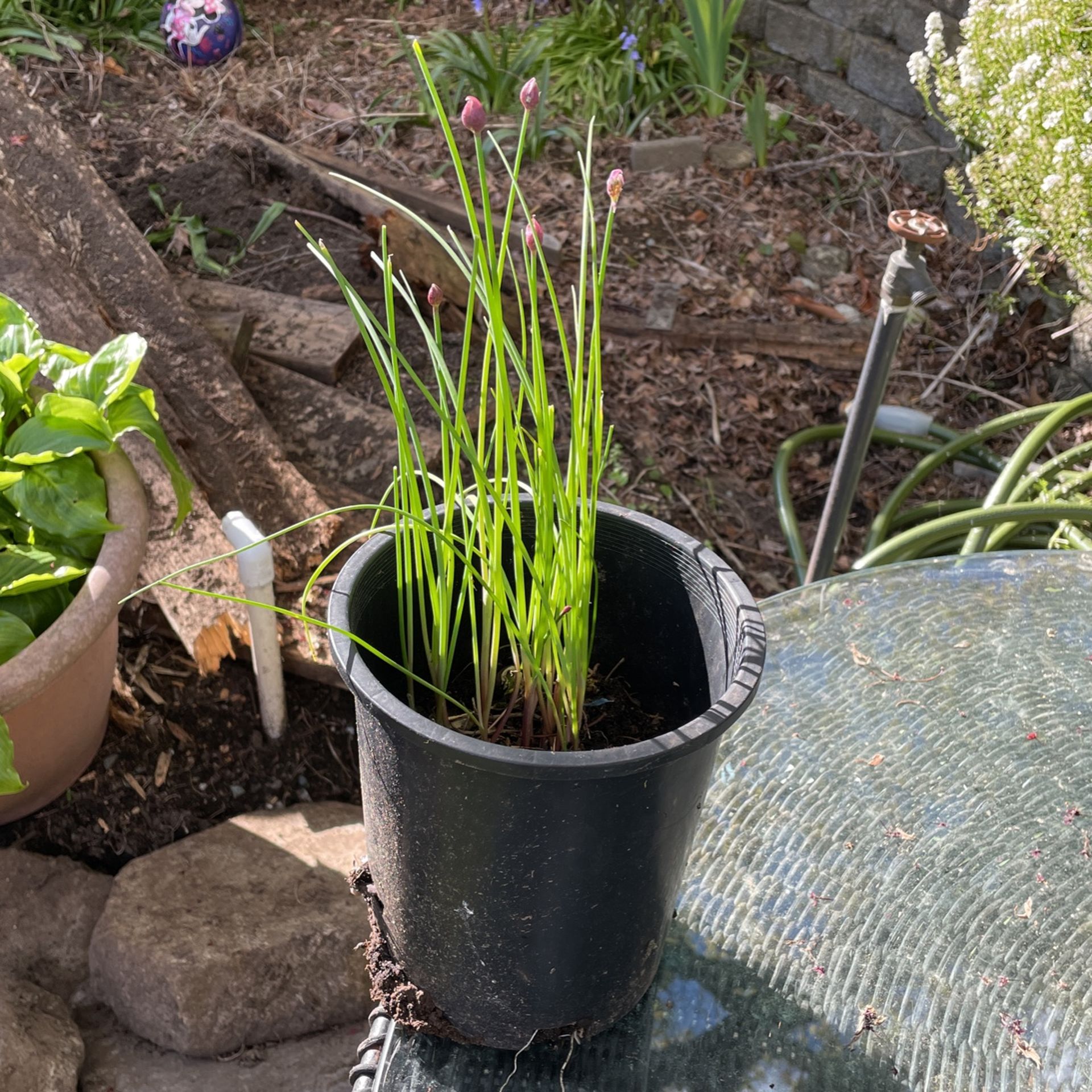 Chive Herb Start