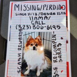perrito perdido