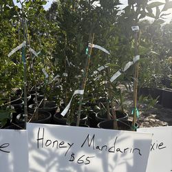 Honey Mandarin Tree
