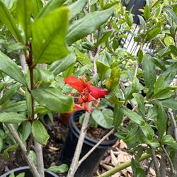 Pomegranates Fruit Tree Plant