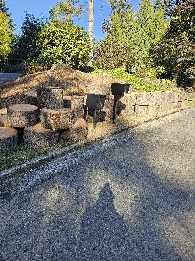 Free Douglas fir rounds freshly cut