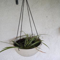 Spider Plant & Hanging Planter