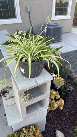 Spider plant, air purifier
