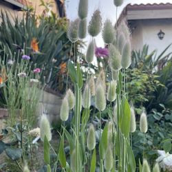  Ornamental grass Seeds x 100