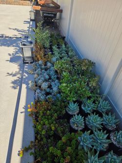 Mixed Succulent and Aloe Plants in  1 gallon Pots