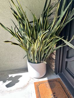 Large pot and live snake plants
